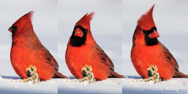 cardinal_panorama