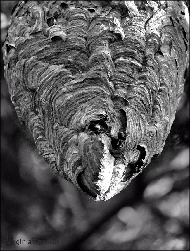 blog-hornet-nest-black-white